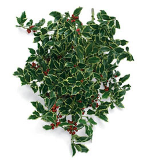 HOLLY 10# CASE  VARIGATED CHRISTMAS GREENS